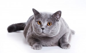 blue-british-cat-on-a-white-background